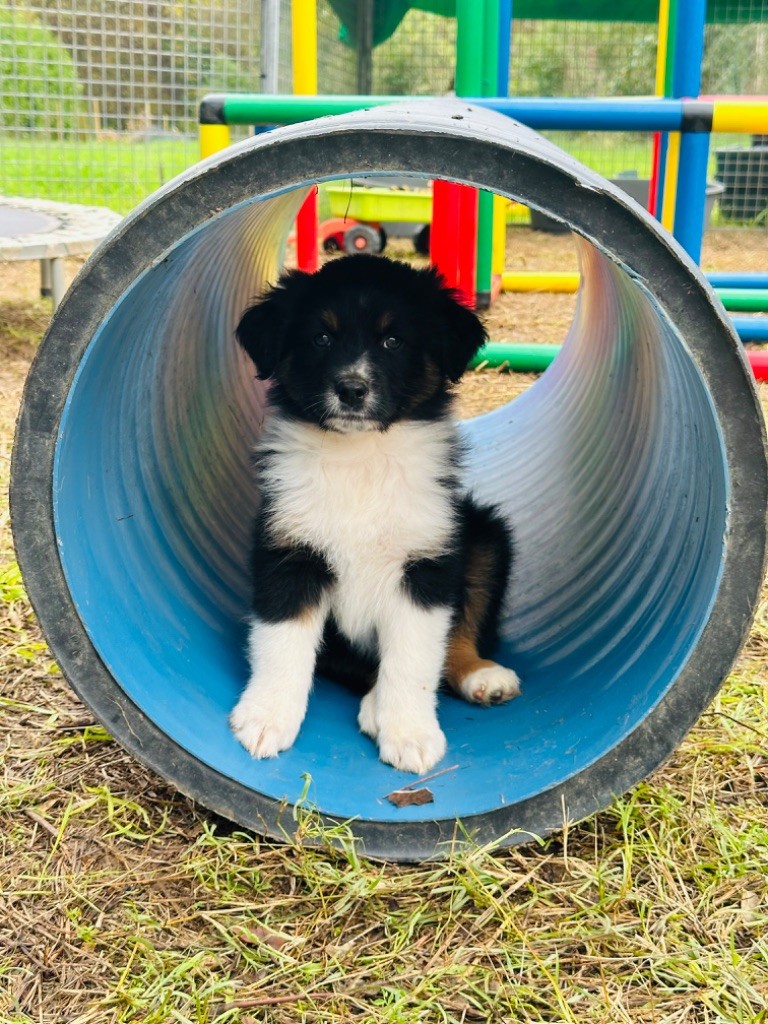 de l'épopée d'amour de Menhir - Chiot disponible  - Berger Australien