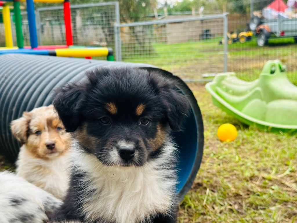 de l'épopée d'amour de Menhir - Chiot disponible  - Berger Australien