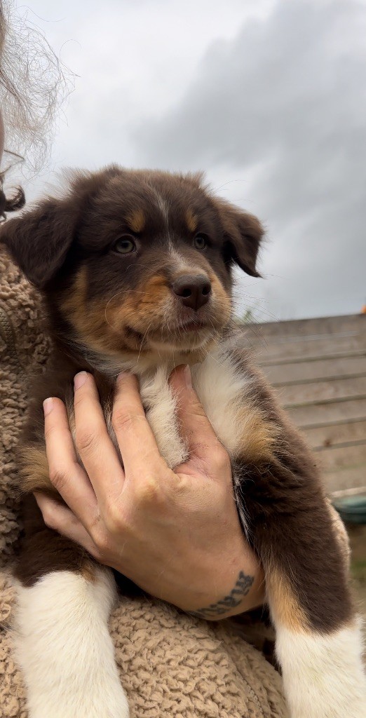 de l'épopée d'amour de Menhir - Chiot disponible  - Berger Australien