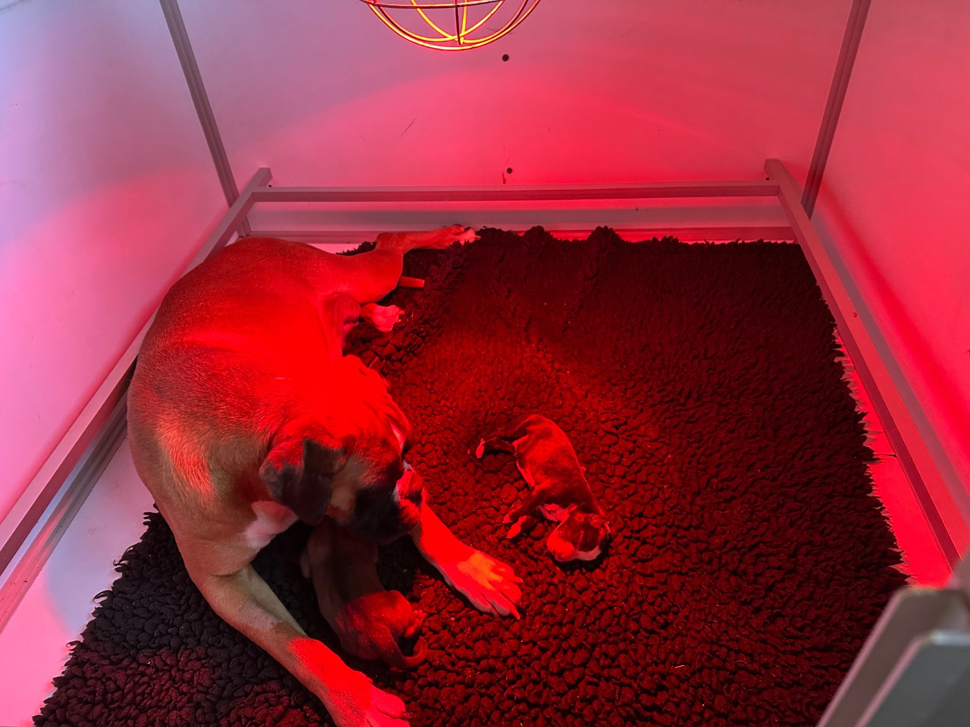 de l'épopée d'amour de Menhir - Boxer - Portée née le 29/11/2025