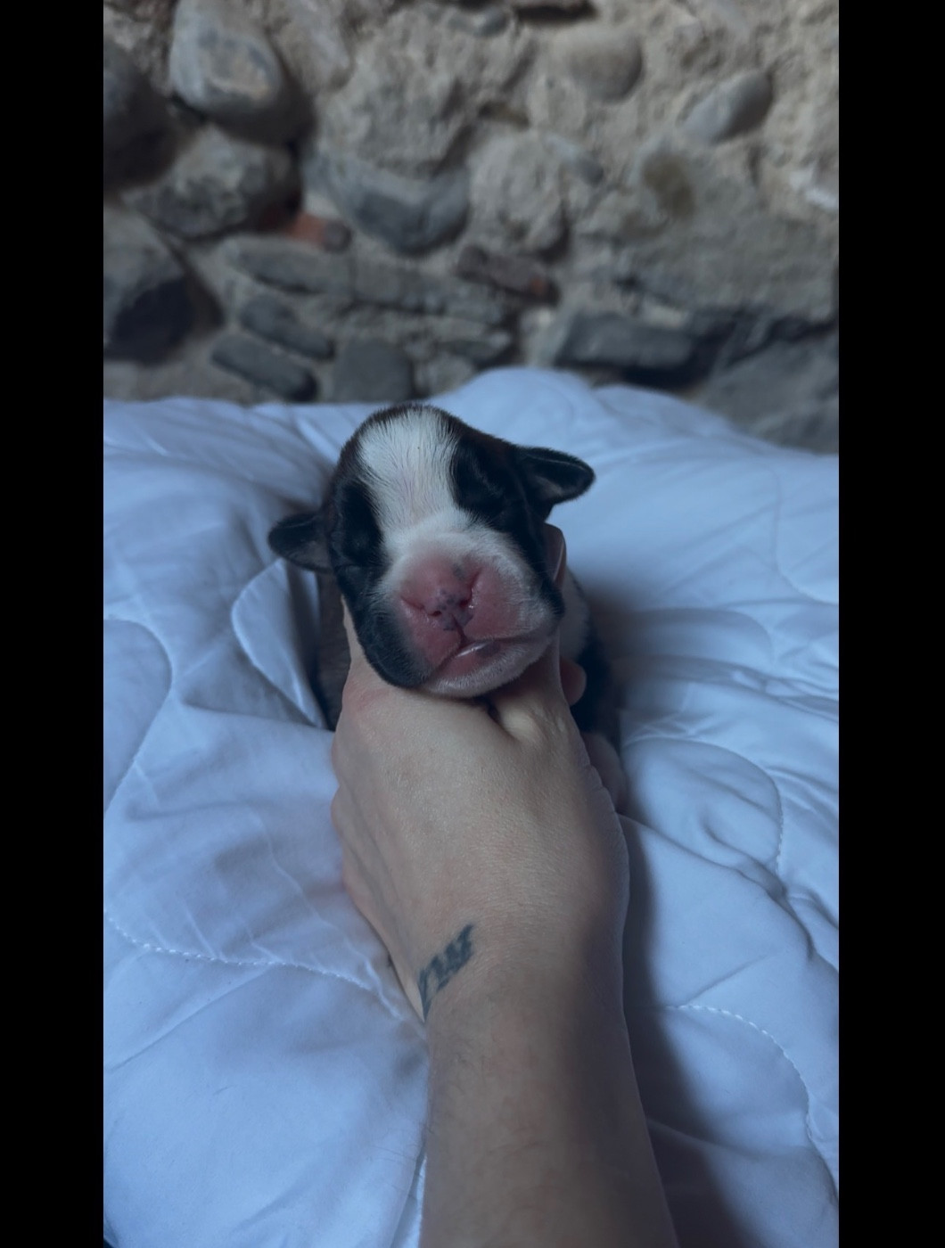 de l'épopée d'amour de Menhir - Chiots disponibles - Boxer