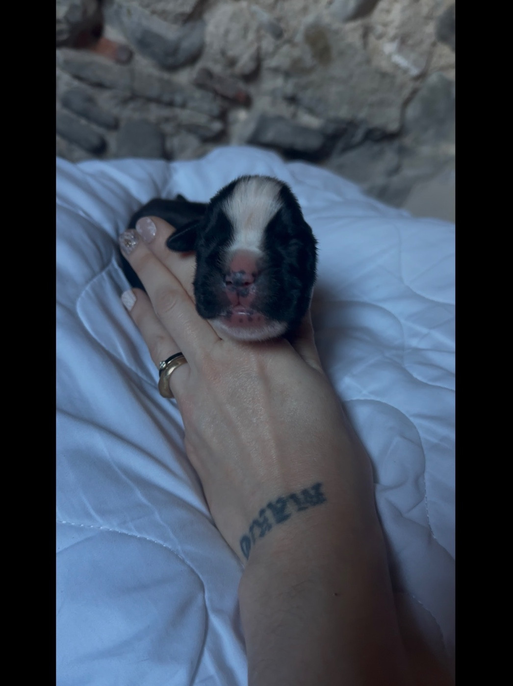 de l'épopée d'amour de Menhir - Chiots disponibles - Boxer