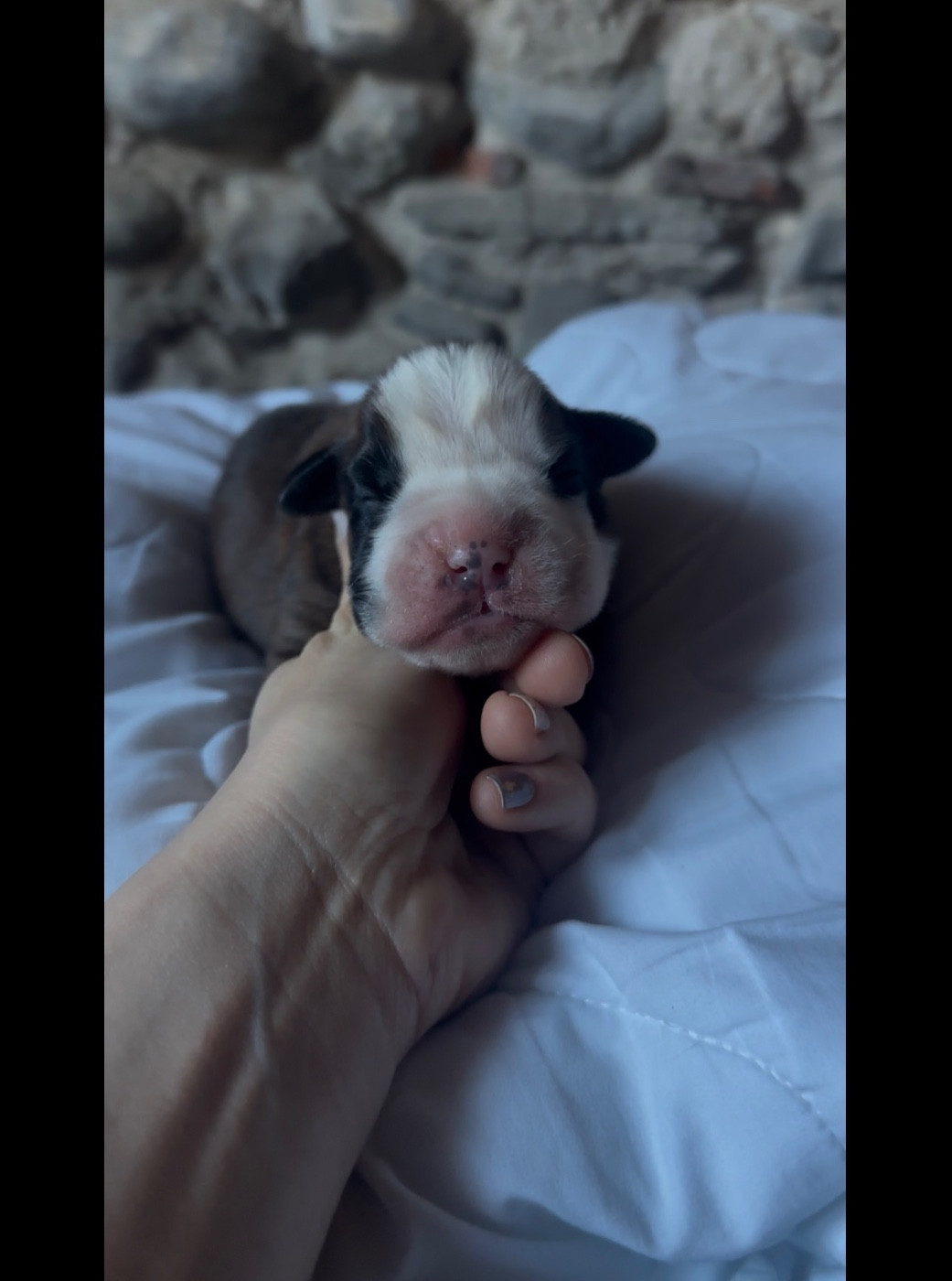 de l'épopée d'amour de Menhir - Chiots disponibles - Boxer