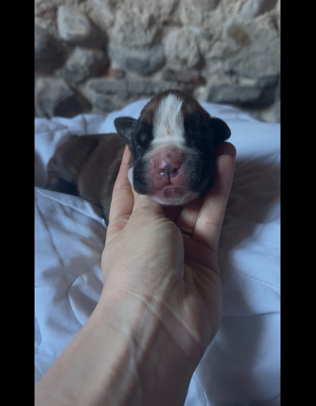 de l'épopée d'amour de Menhir - Chiots disponibles - Boxer