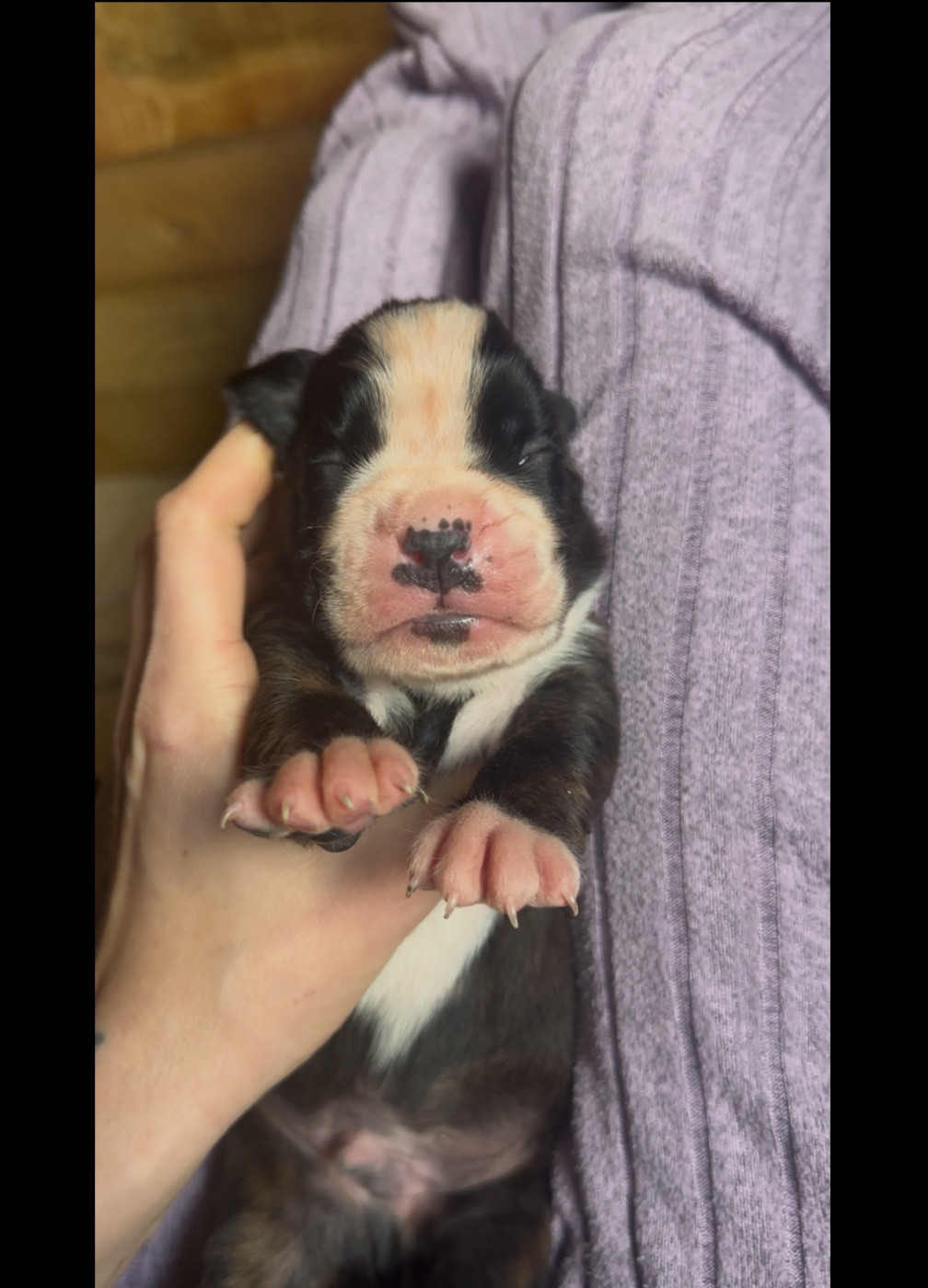 de l'épopée d'amour de Menhir - Chiots disponibles - Boxer
