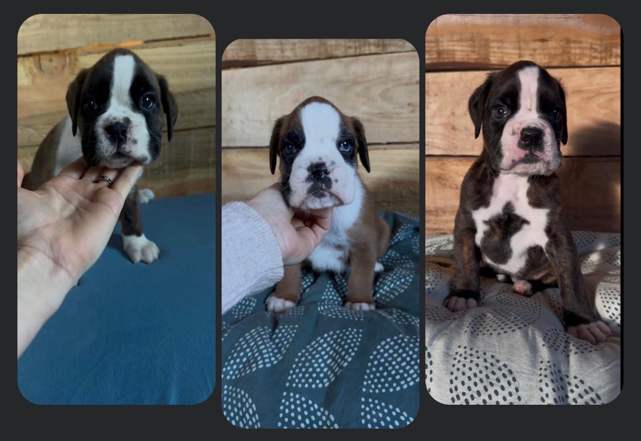 de l'épopée d'amour de Menhir - Boxer - Portée née le 08/12/2025