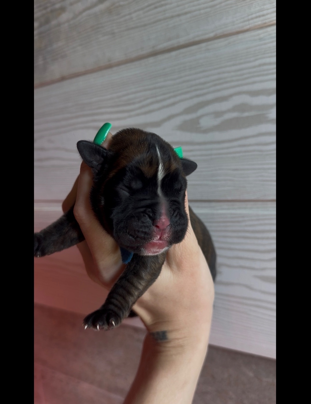 de l'épopée d'amour de Menhir - Chiots disponibles - Boxer