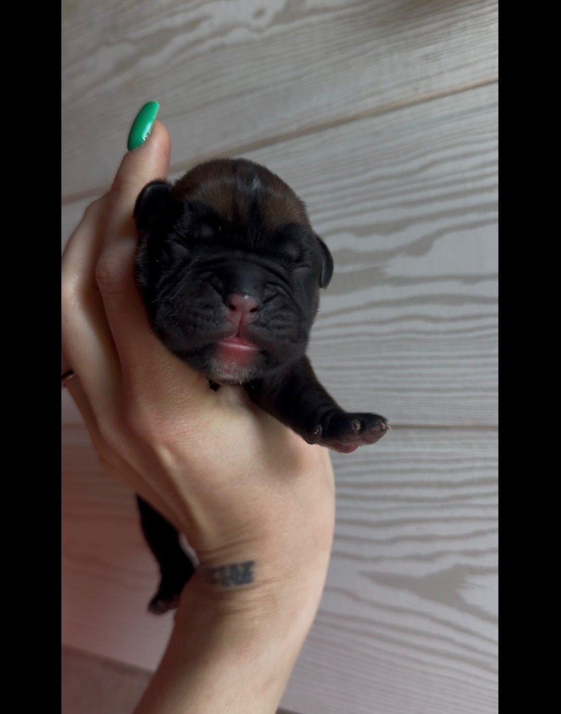 de l'épopée d'amour de Menhir - Chiots disponibles - Boxer