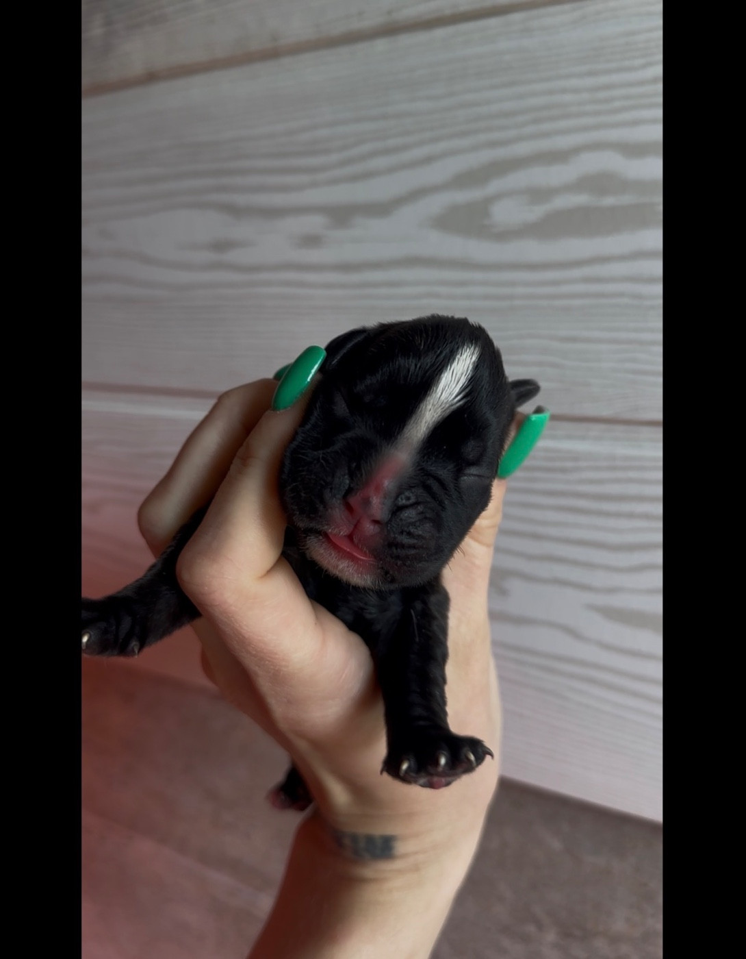 de l'épopée d'amour de Menhir - Chiots disponibles - Boxer