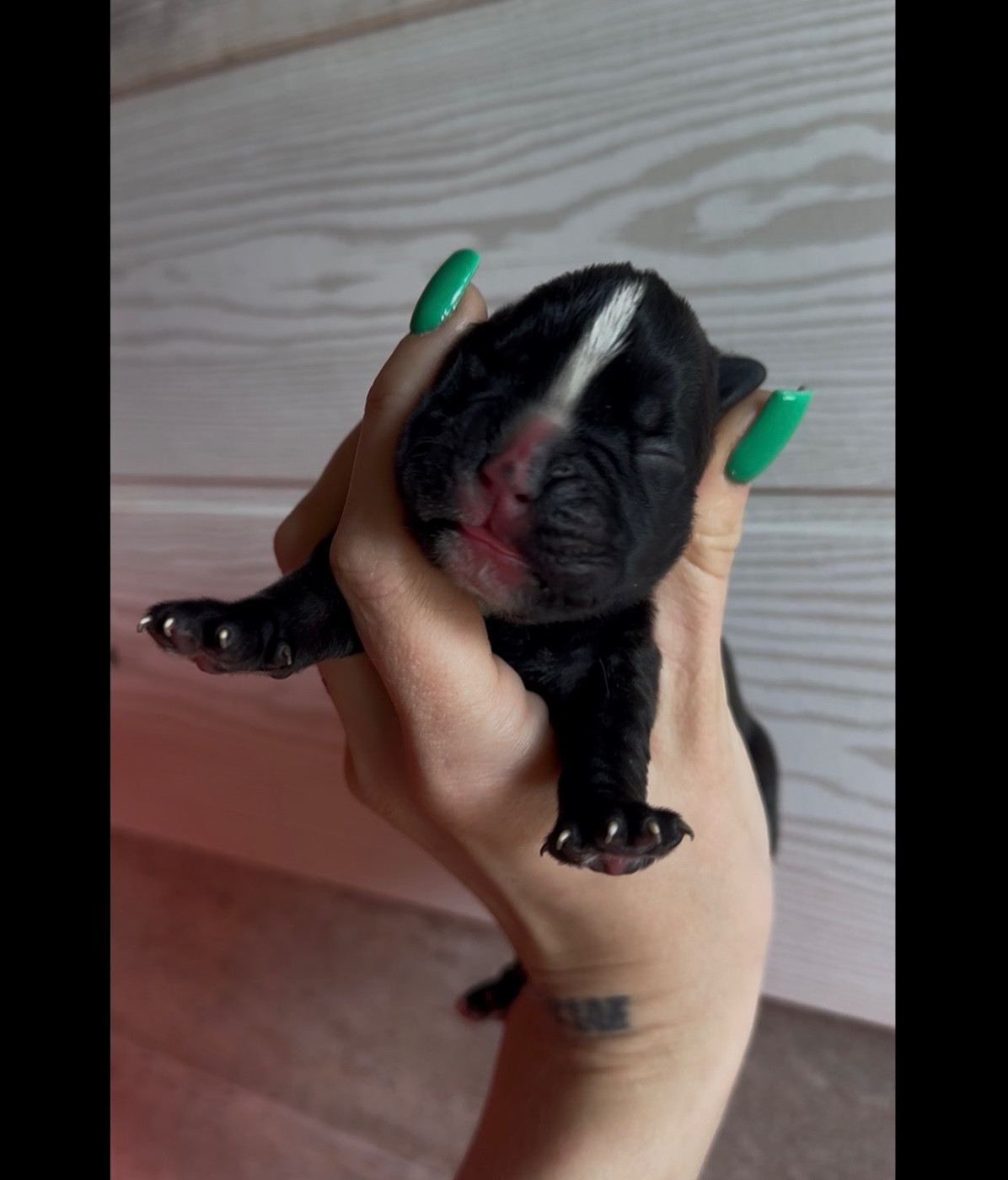 de l'épopée d'amour de Menhir - Chiots disponibles - Boxer