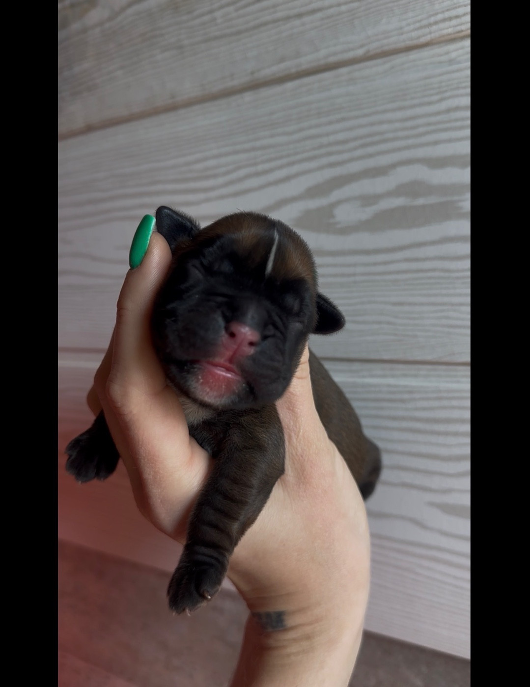 de l'épopée d'amour de Menhir - Chiots disponibles - Boxer