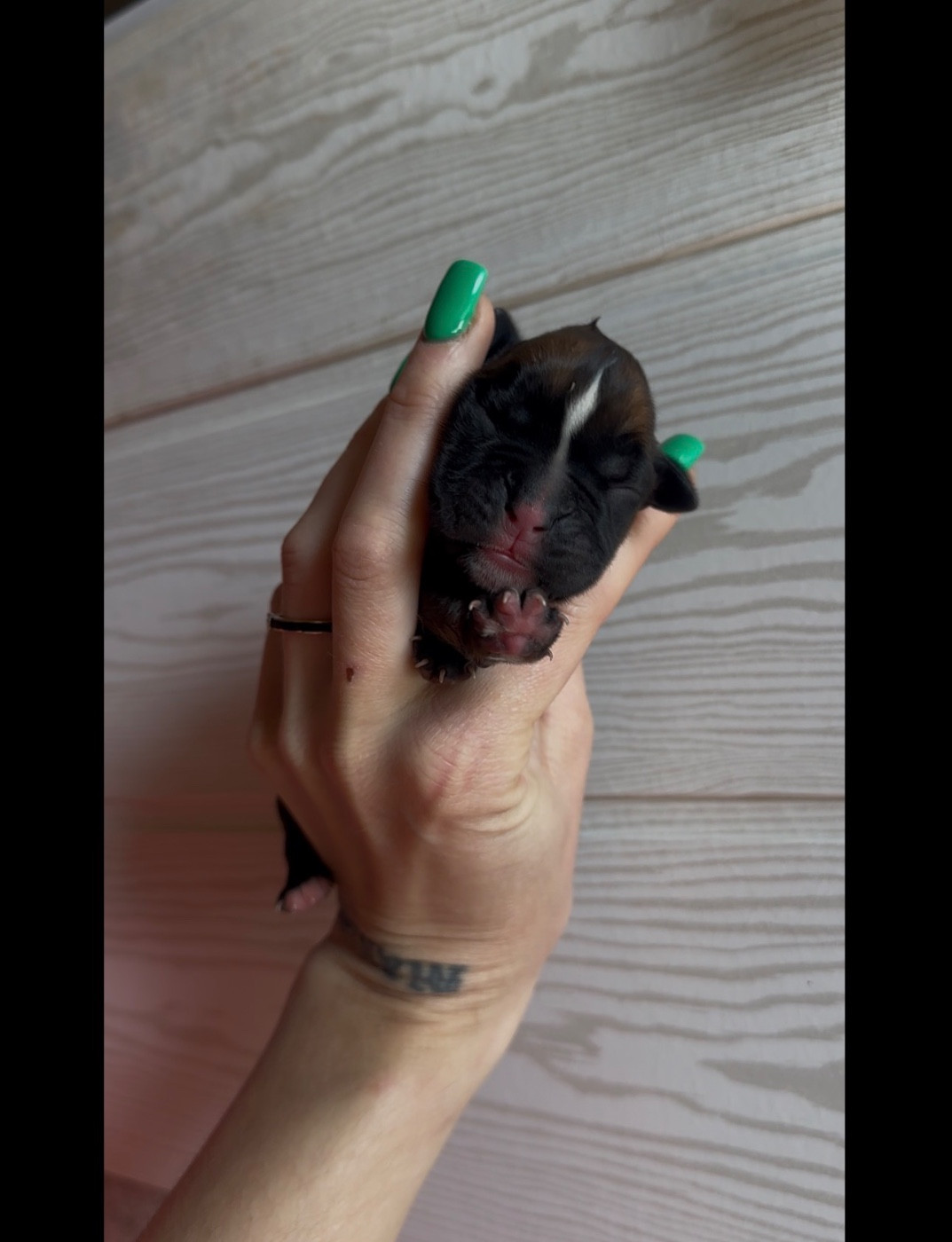 de l'épopée d'amour de Menhir - Chiots disponibles - Boxer