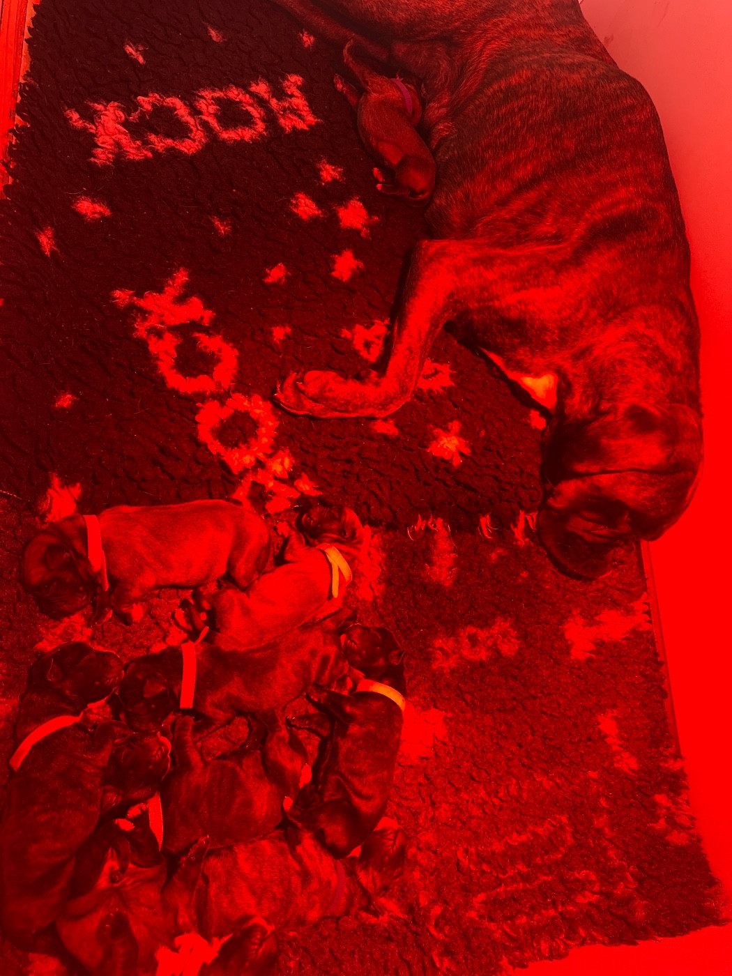 Chiot Boxer de l'épopée d'amour de Menhir