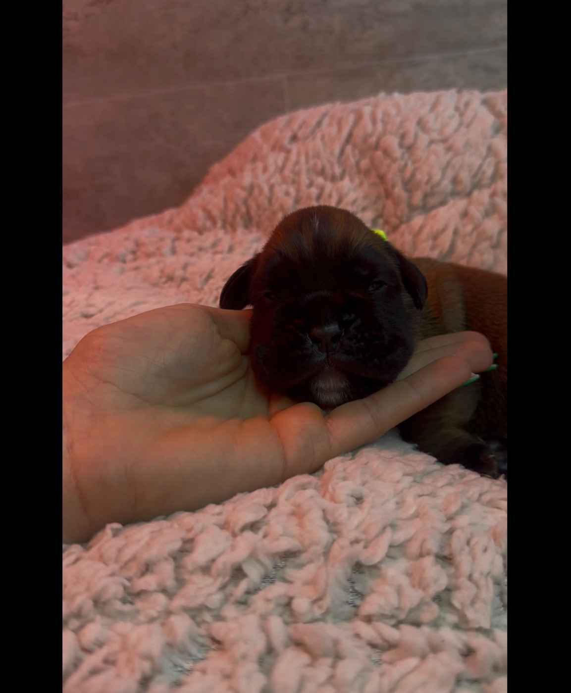 de l'épopée d'amour de Menhir - Chiots disponibles - Boxer