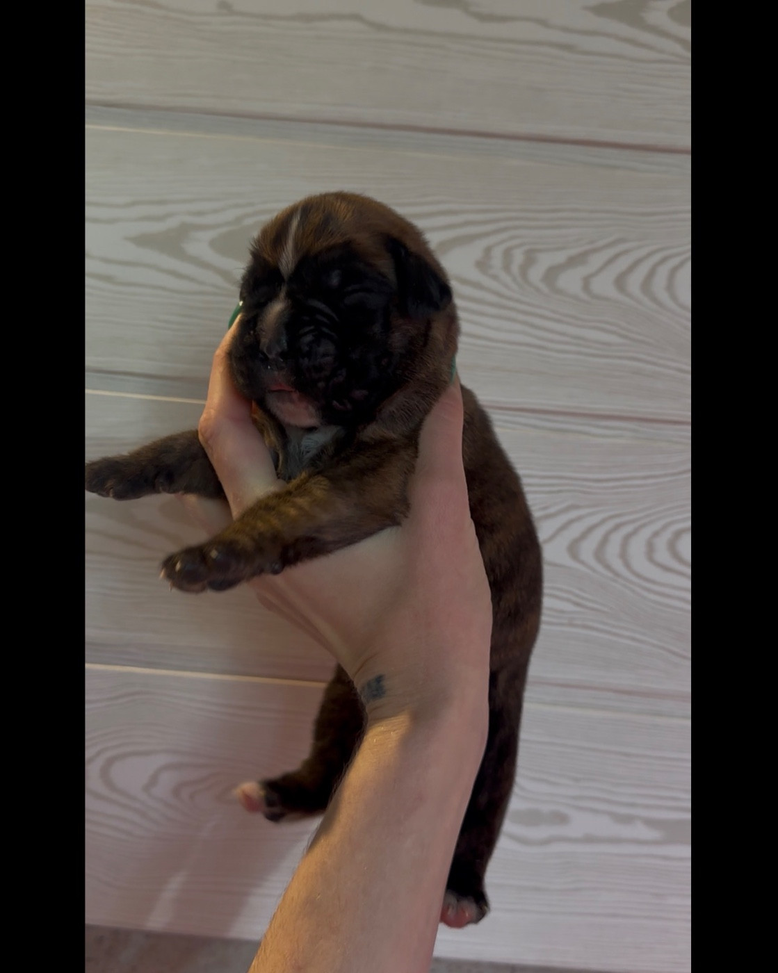 de l'épopée d'amour de Menhir - Chiots disponibles - Boxer