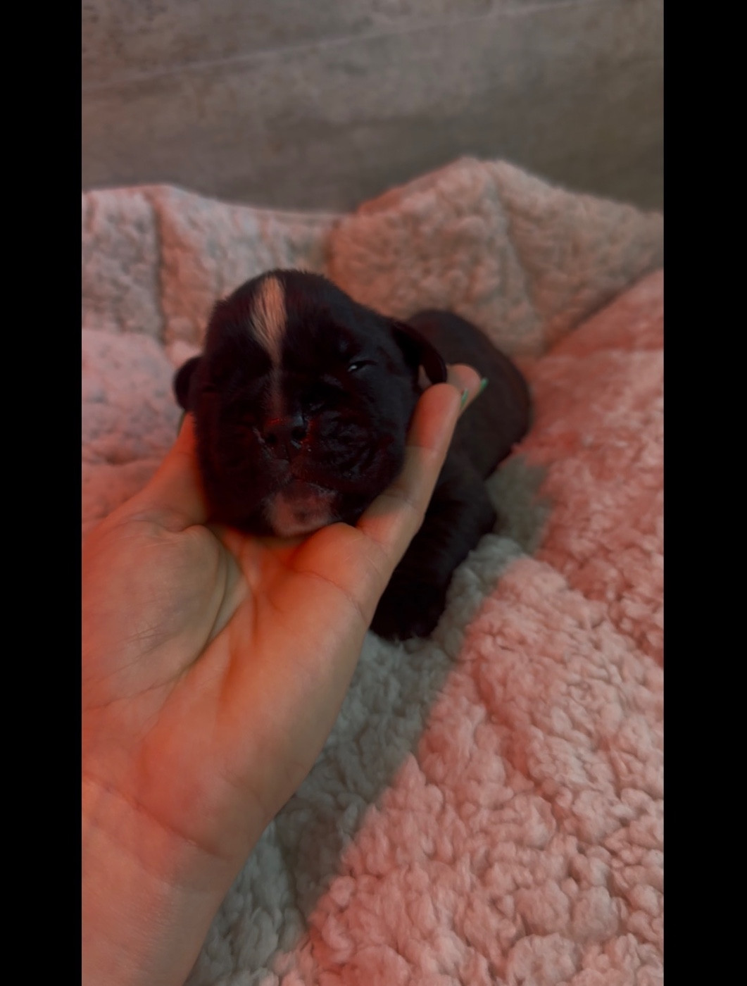 de l'épopée d'amour de Menhir - Chiots disponibles - Boxer