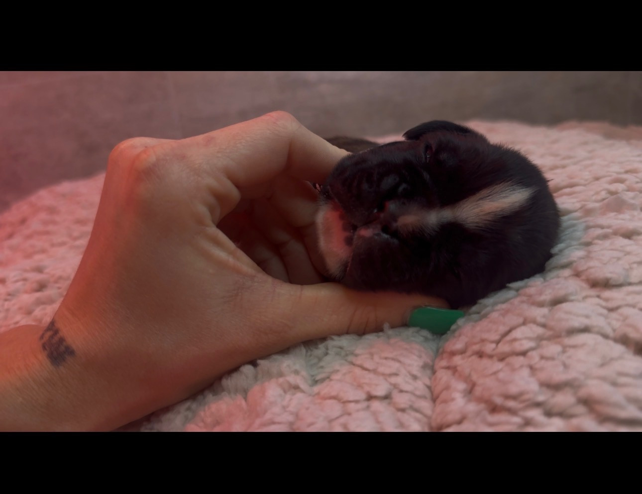 de l'épopée d'amour de Menhir - Chiots disponibles - Boxer