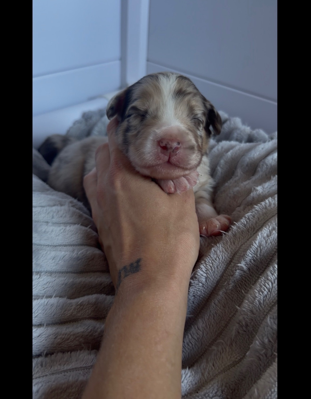 de l'épopée d'amour de Menhir - Chiots disponibles - Berger Australien