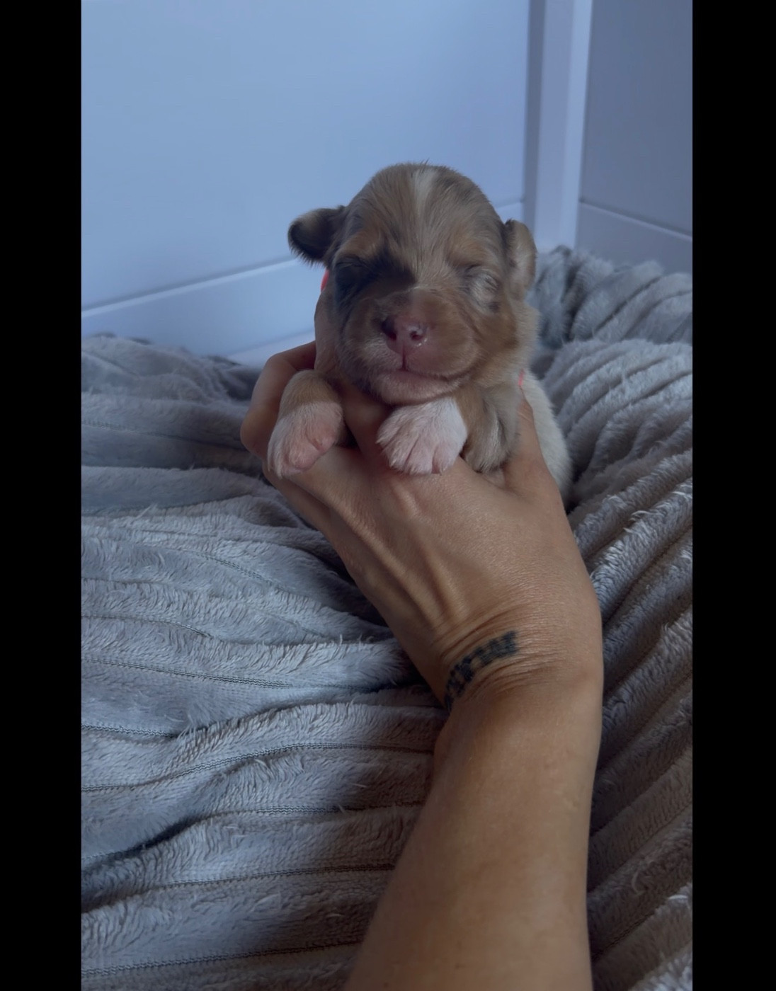 de l'épopée d'amour de Menhir - Chiots disponibles - Berger Australien