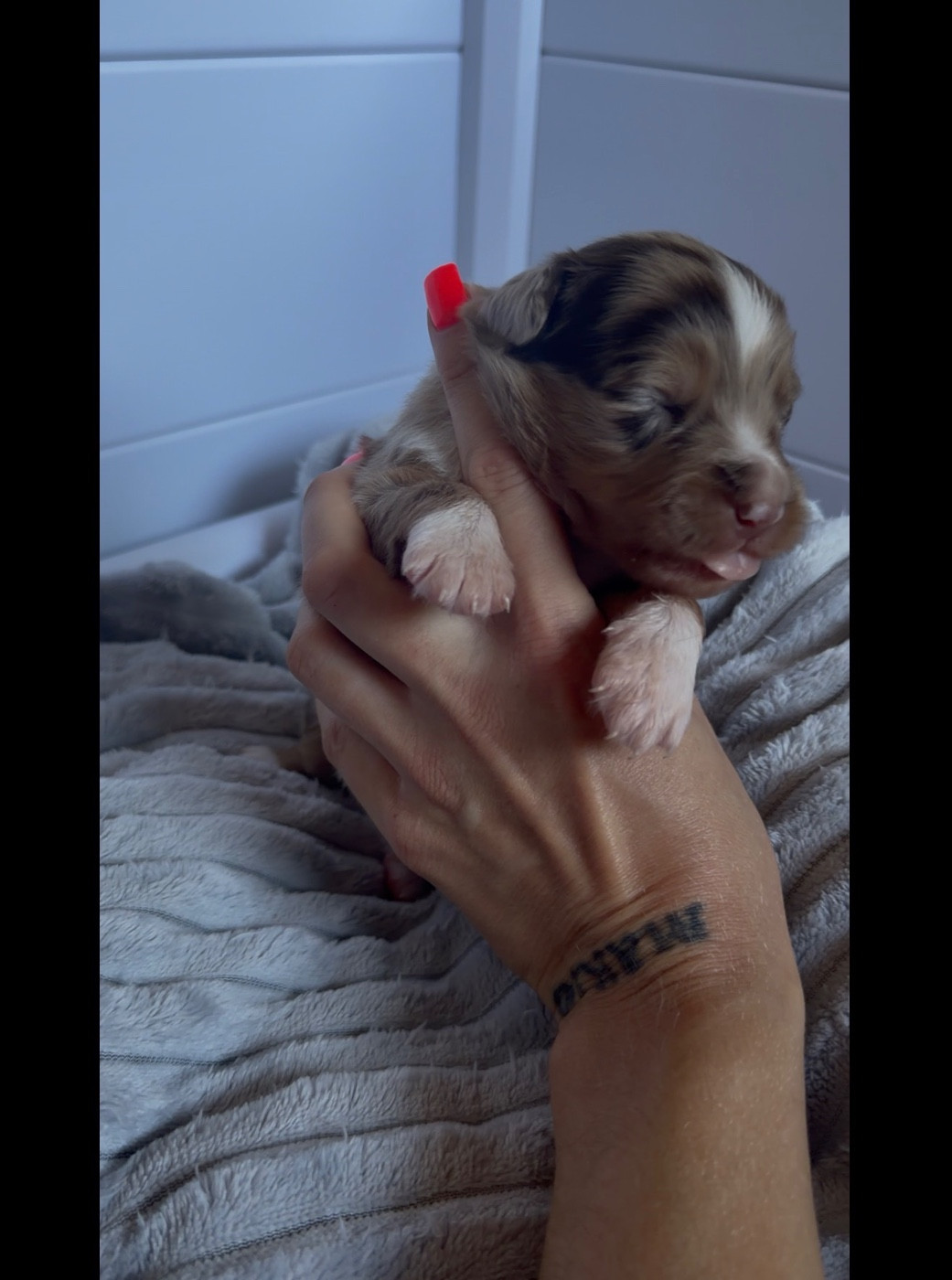 de l'épopée d'amour de Menhir - Chiots disponibles - Berger Australien