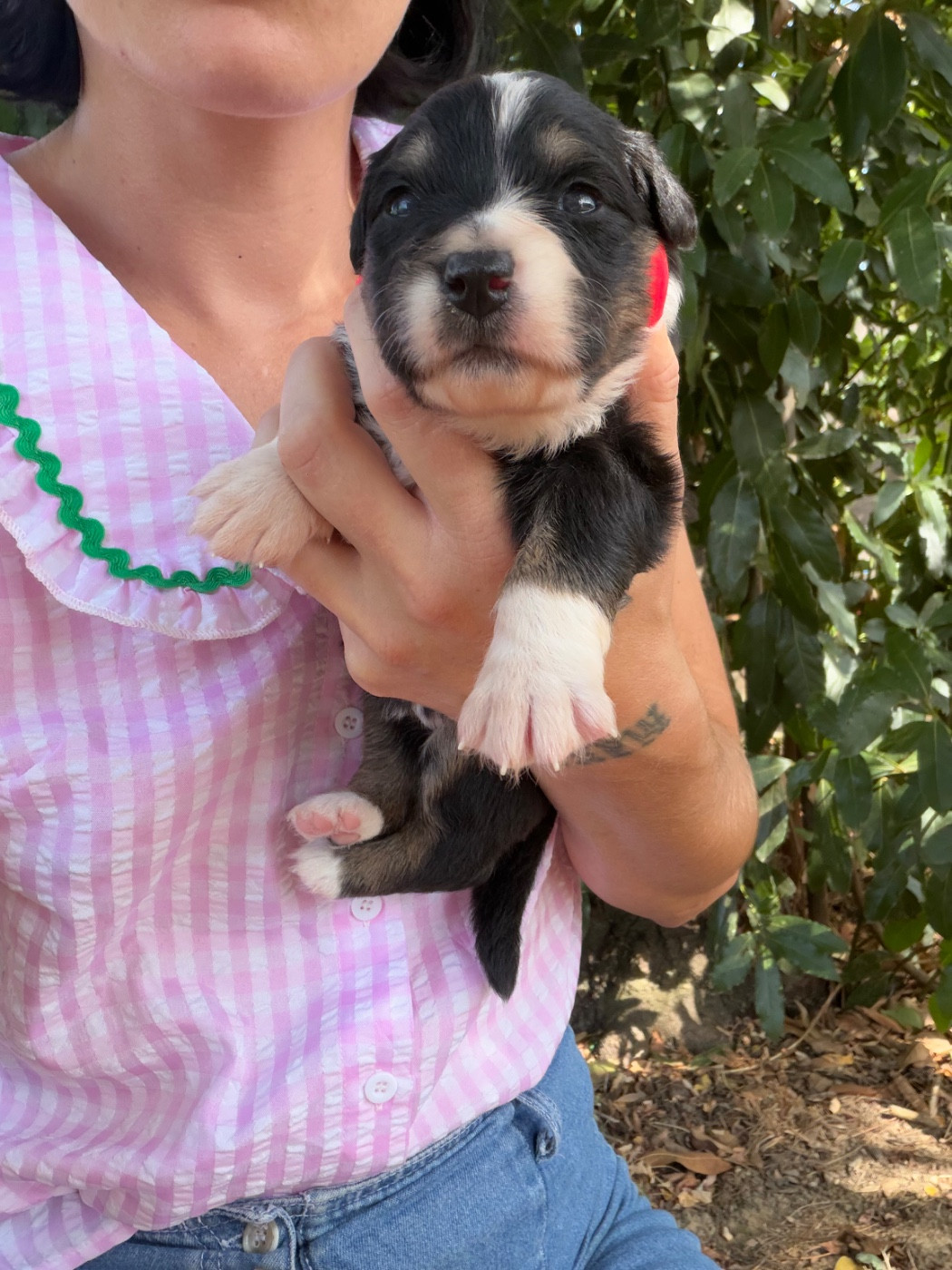 de l'épopée d'amour de Menhir - Chiots disponibles - Berger Australien