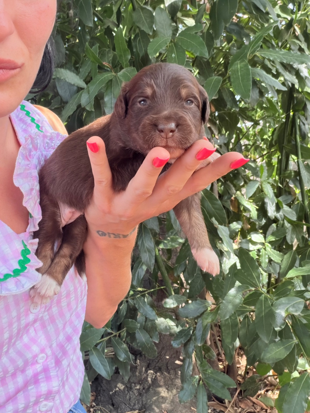 de l'épopée d'amour de Menhir - Chiots disponibles - Berger Australien