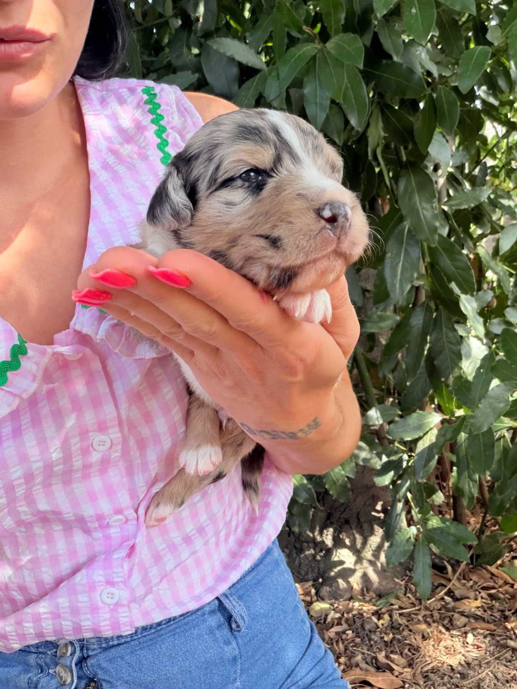 de l'épopée d'amour de Menhir - Chiots disponibles - Berger Australien