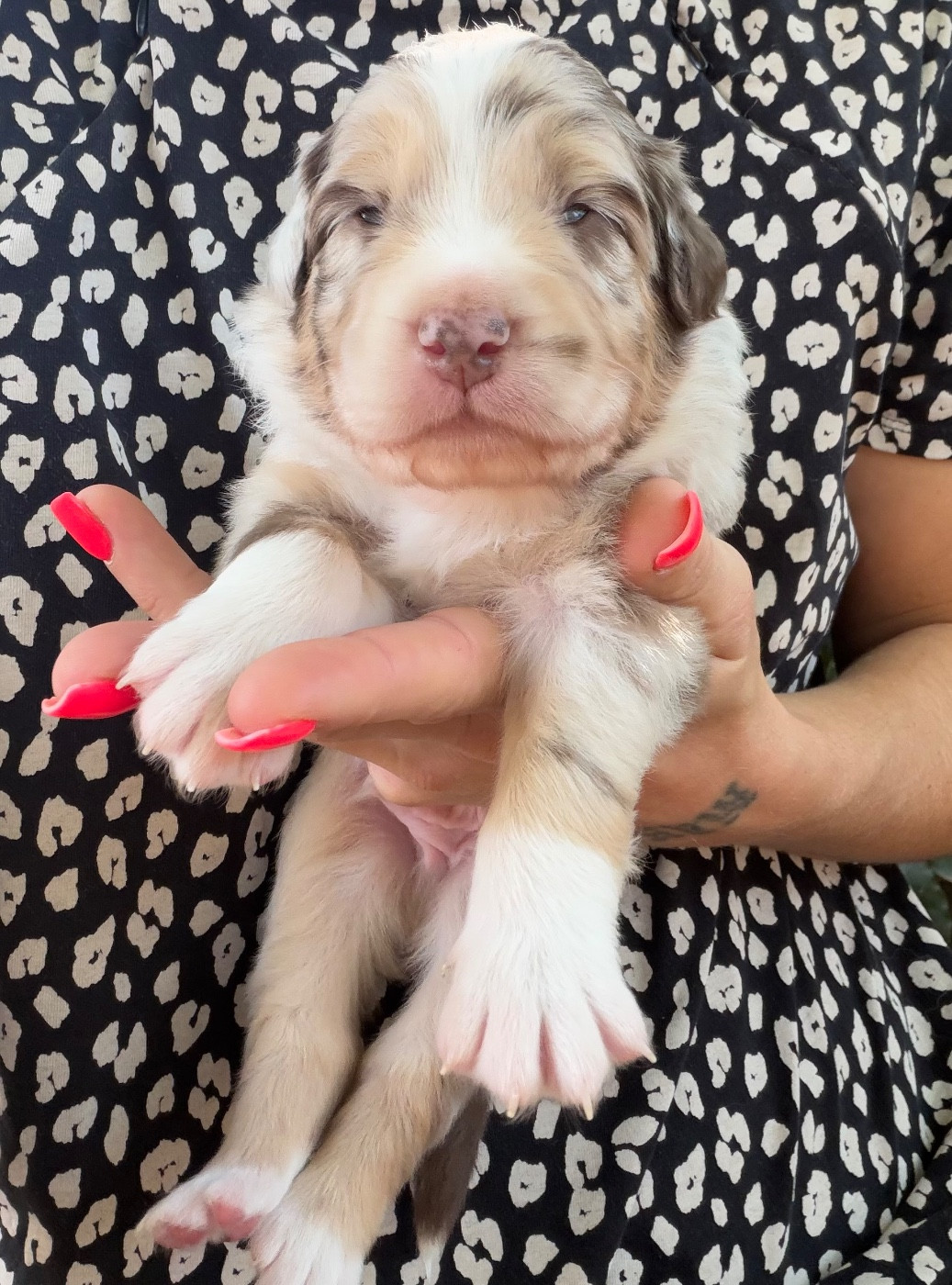 de l'épopée d'amour de Menhir - Chiots disponibles - Berger Australien
