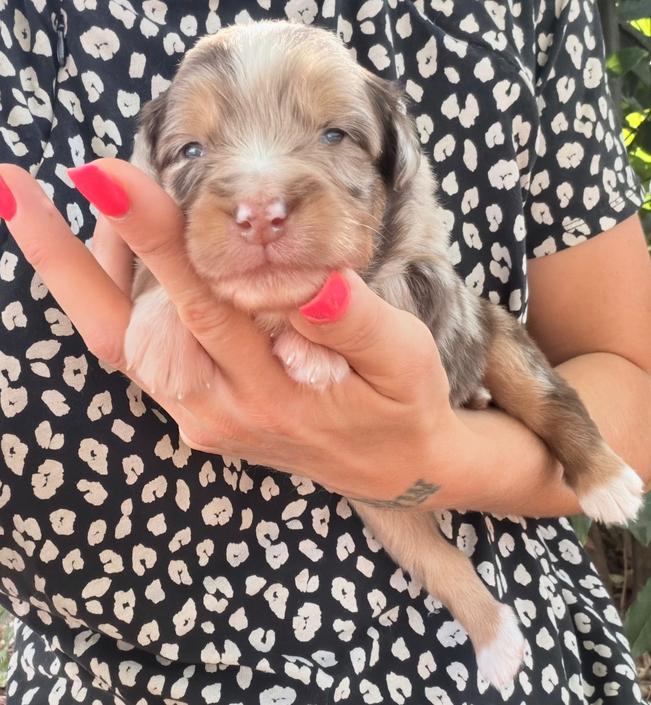 de l'épopée d'amour de Menhir - Chiots disponibles - Berger Australien