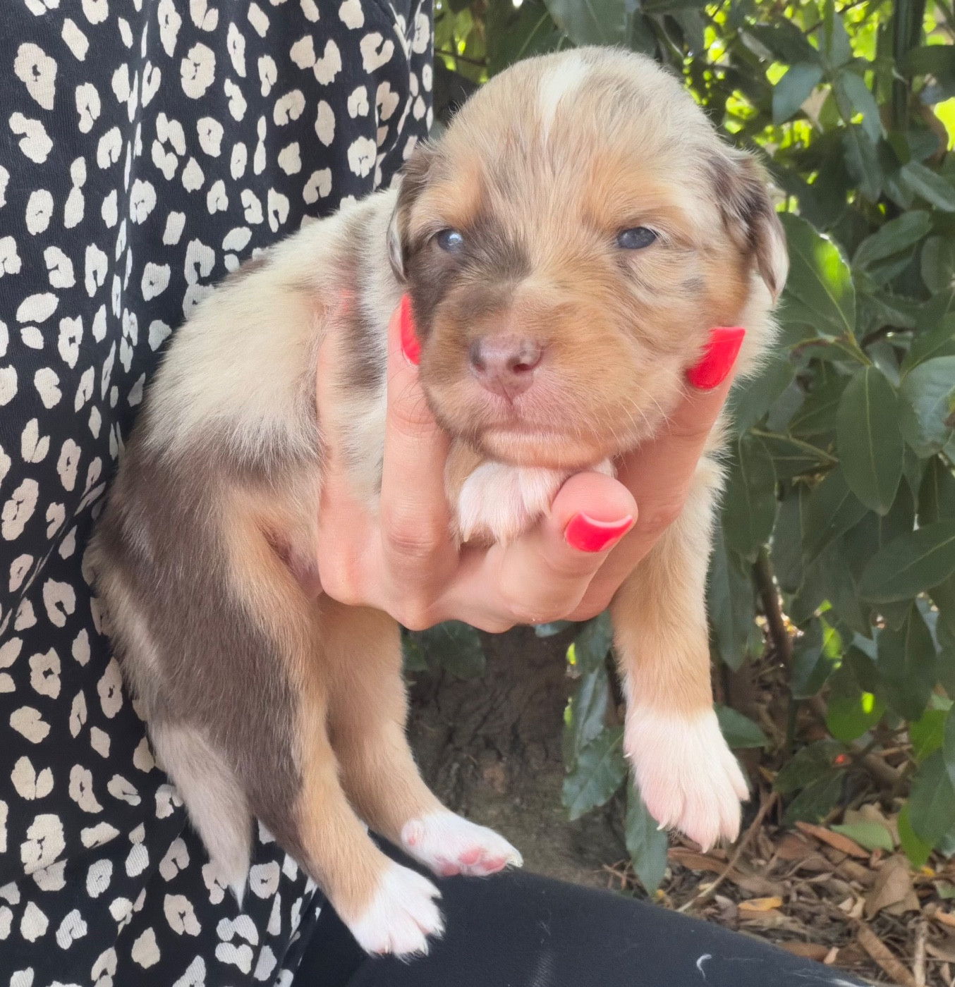 de l'épopée d'amour de Menhir - Chiots disponibles - Berger Australien