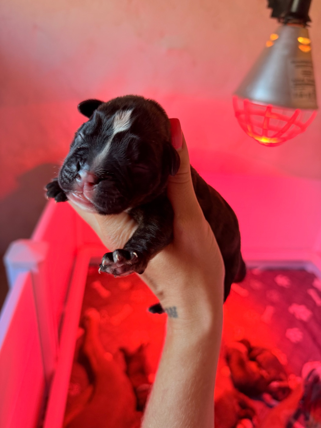 de l'épopée d'amour de Menhir - Chiots disponibles - Boxer