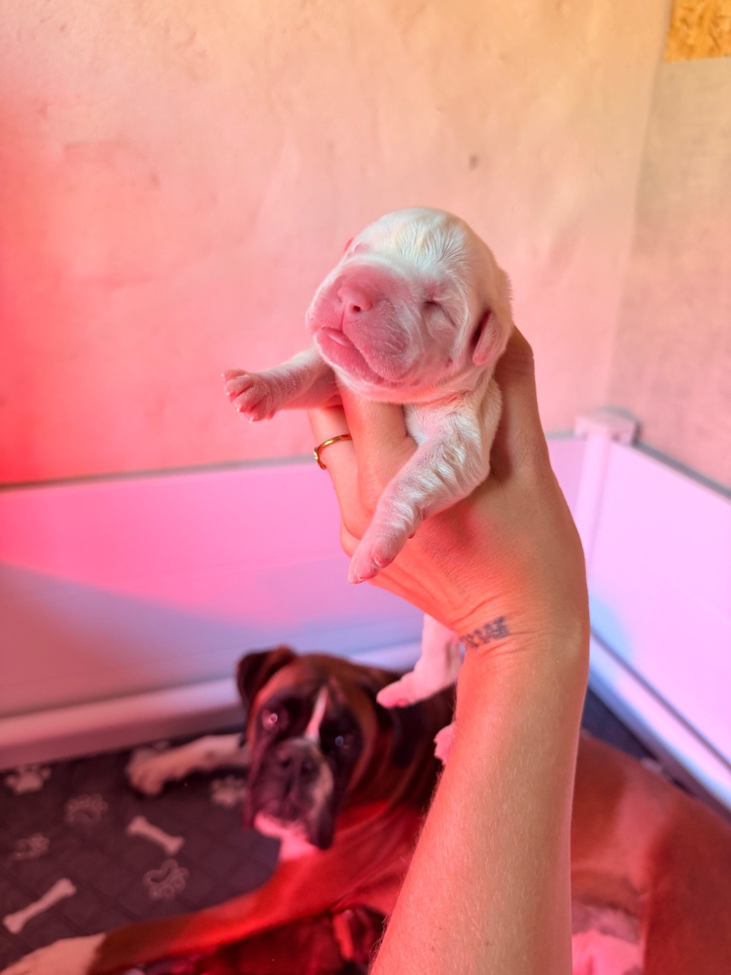 de l'épopée d'amour de Menhir - Chiots disponibles - Boxer
