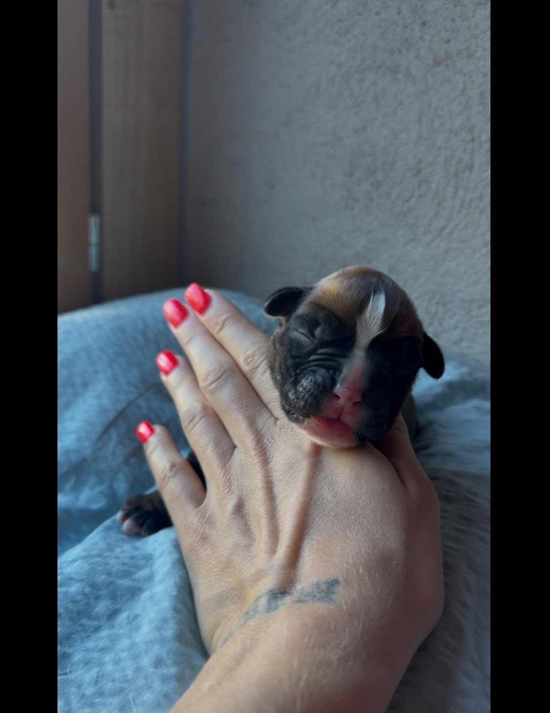 de l'épopée d'amour de Menhir - Chiots disponibles - Boxer