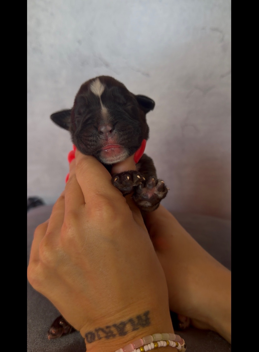 de l'épopée d'amour de Menhir - Chiots disponibles - Boxer