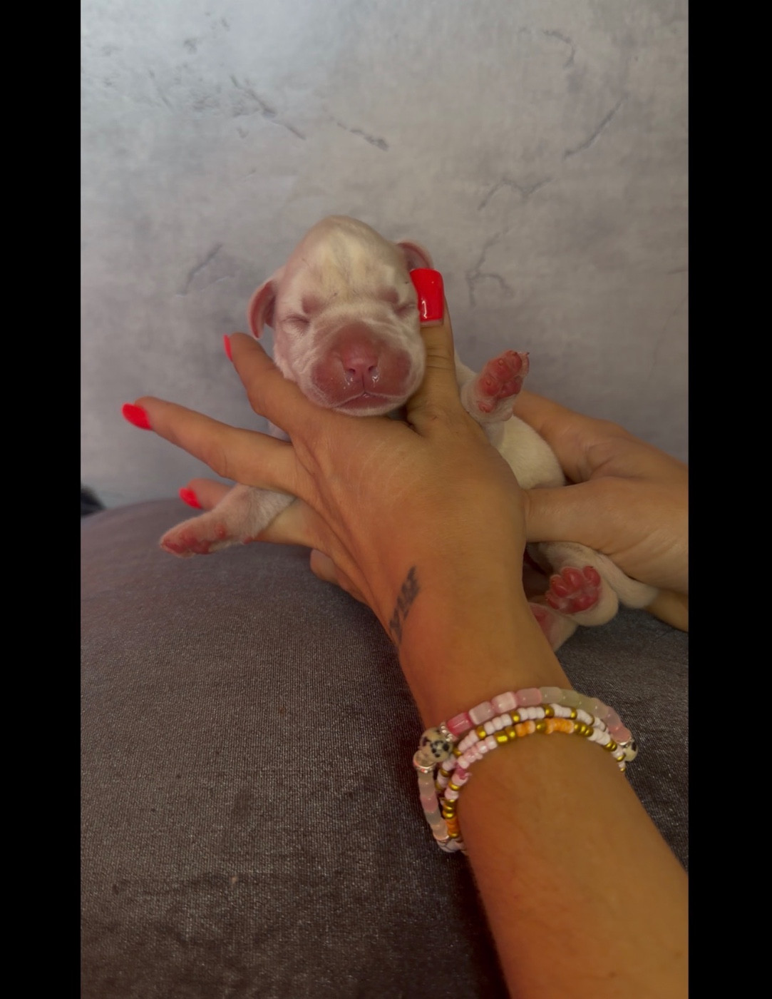 de l'épopée d'amour de Menhir - Chiots disponibles - Boxer