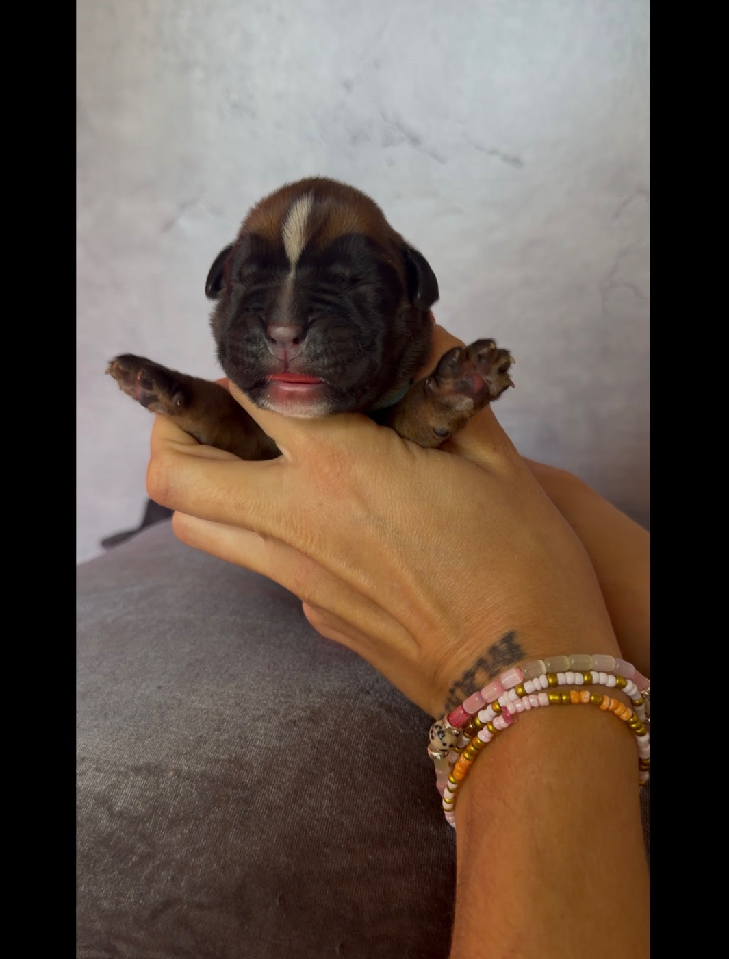 de l'épopée d'amour de Menhir - Chiots disponibles - Boxer