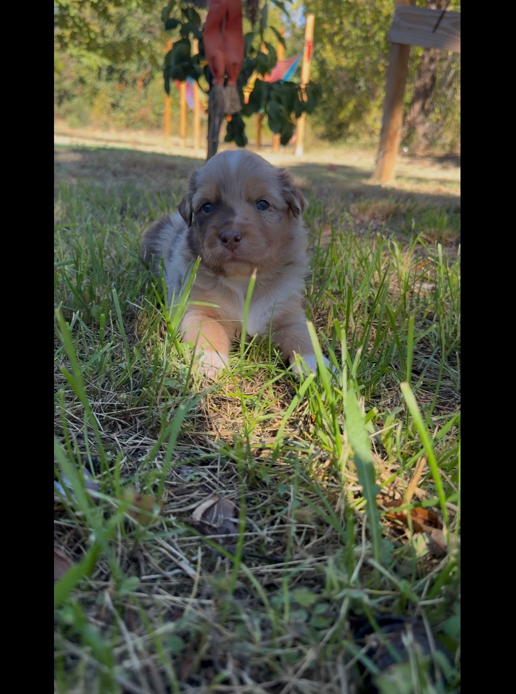 de l'épopée d'amour de Menhir - Chiots disponibles - Berger Australien