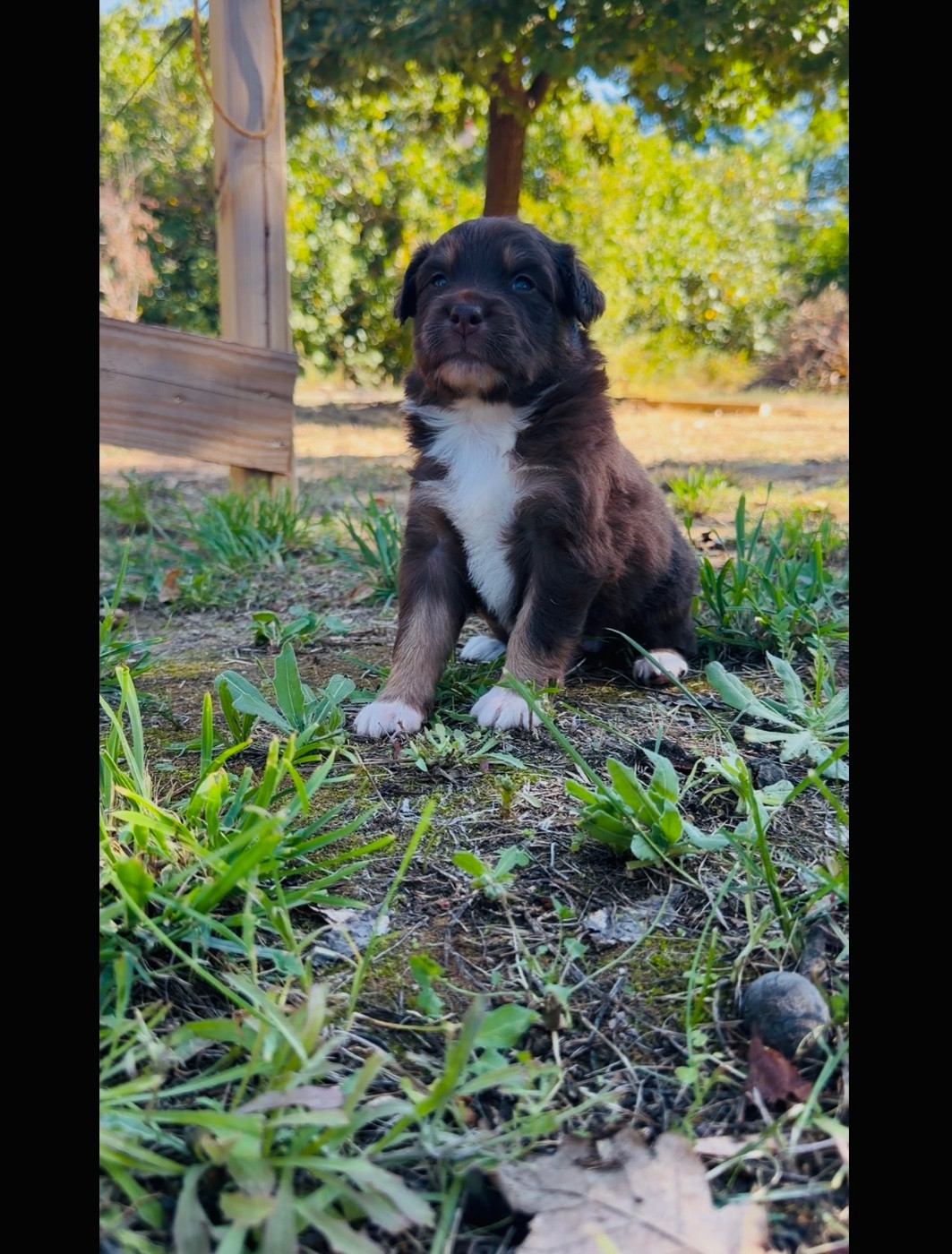 de l'épopée d'amour de Menhir - Chiots disponibles - Berger Australien