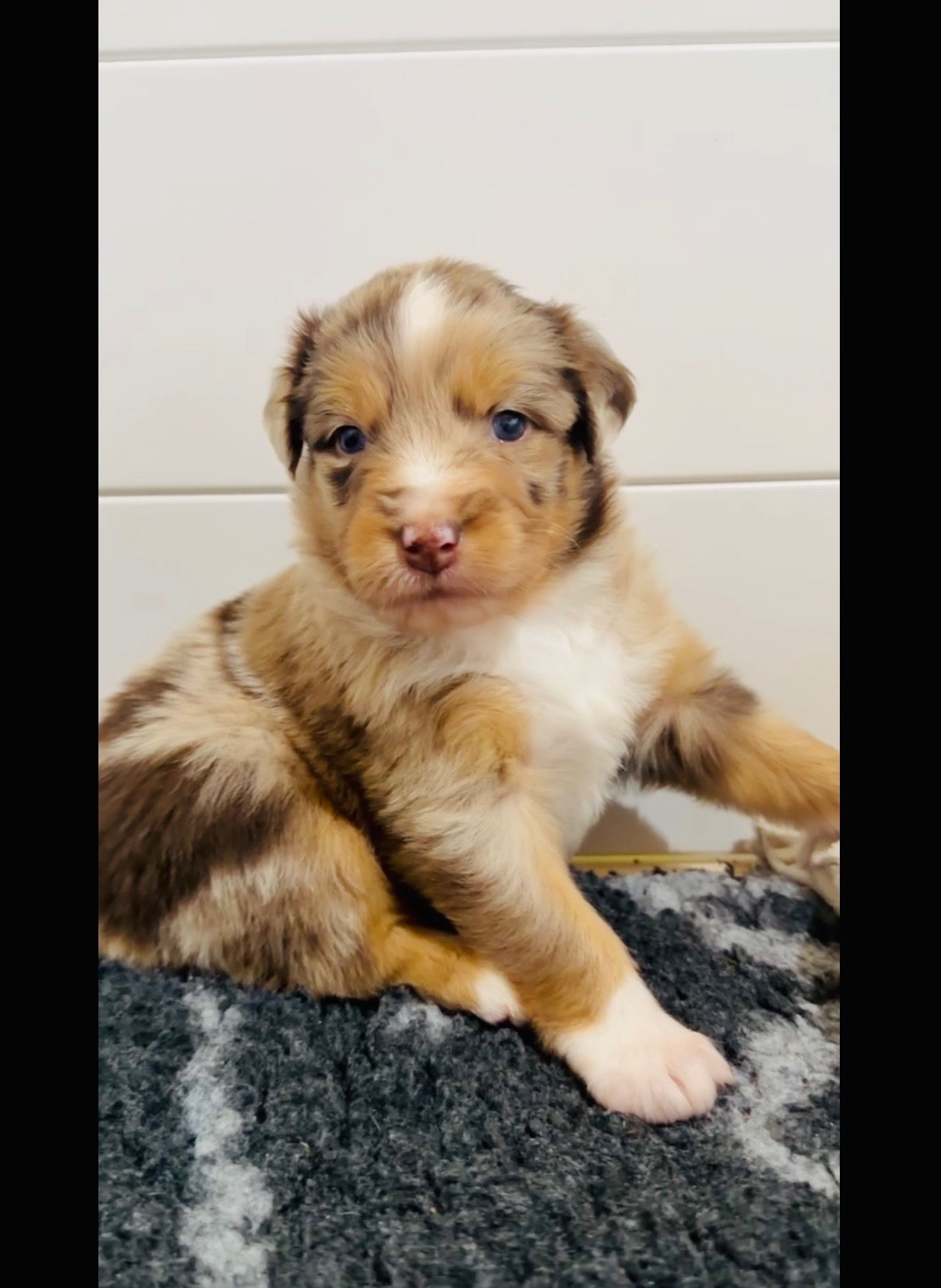 de l'épopée d'amour de Menhir - Chiots disponibles - Berger Australien