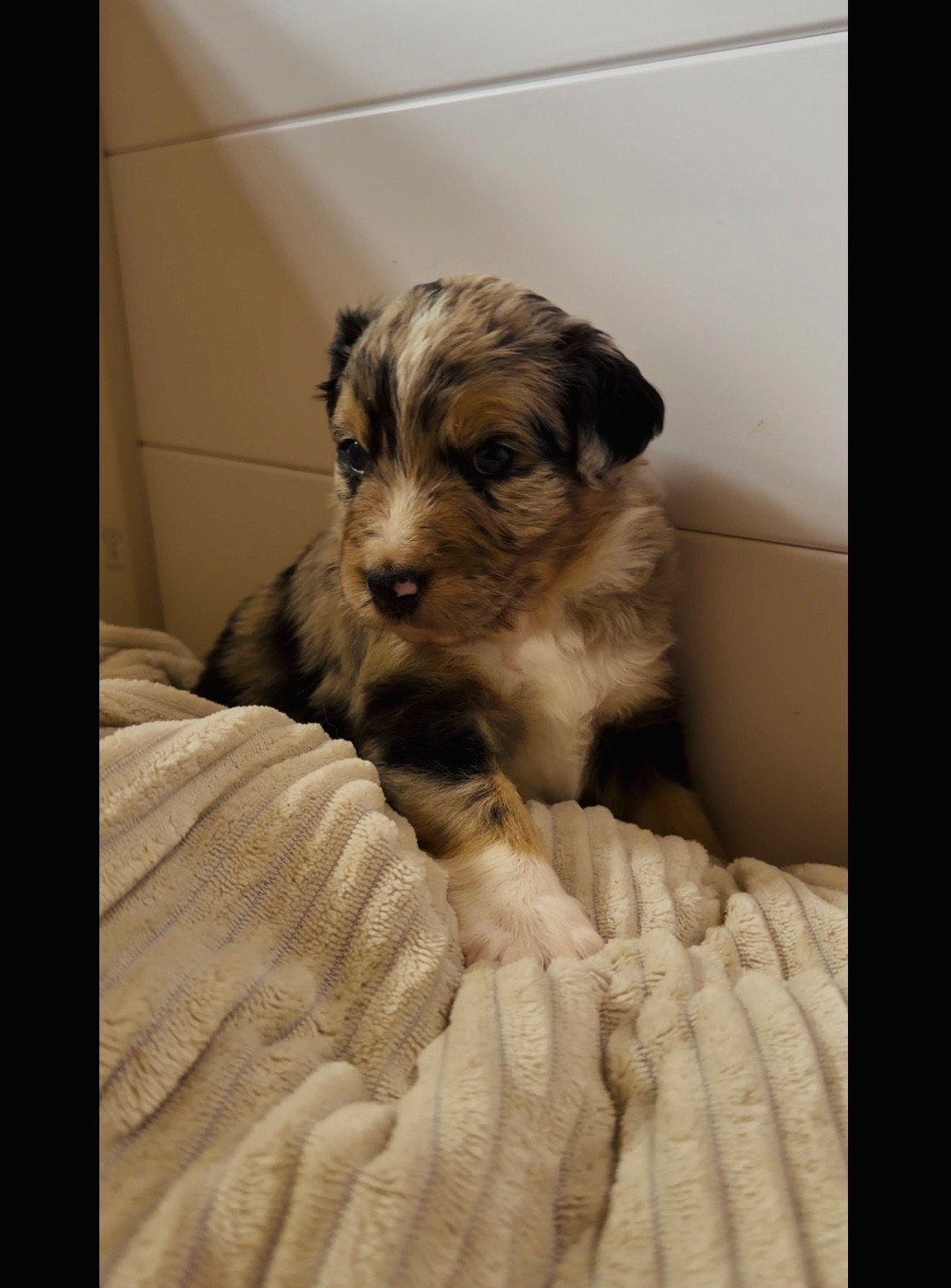 de l'épopée d'amour de Menhir - Chiots disponibles - Berger Australien