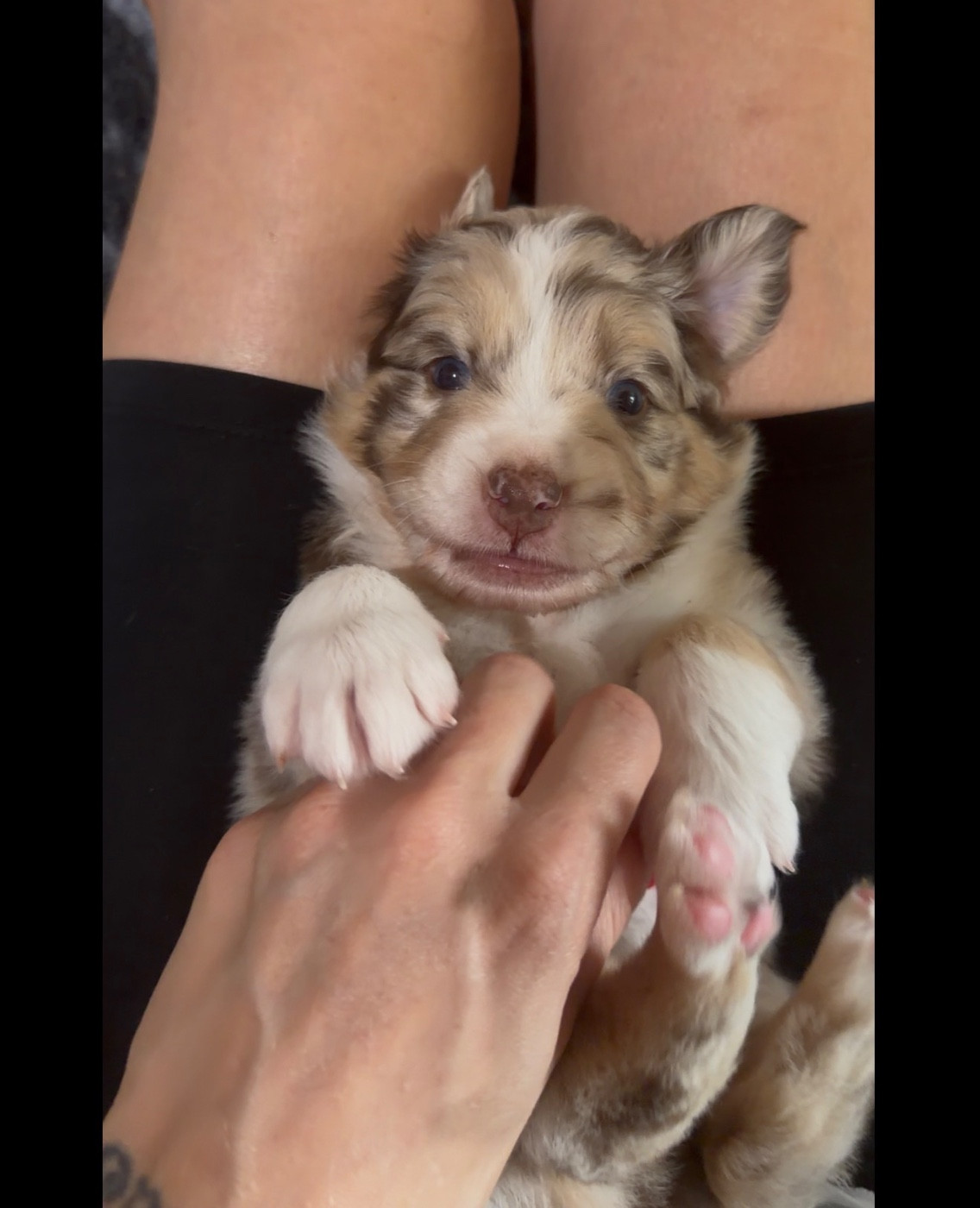 de l'épopée d'amour de Menhir - Chiots disponibles - Berger Australien