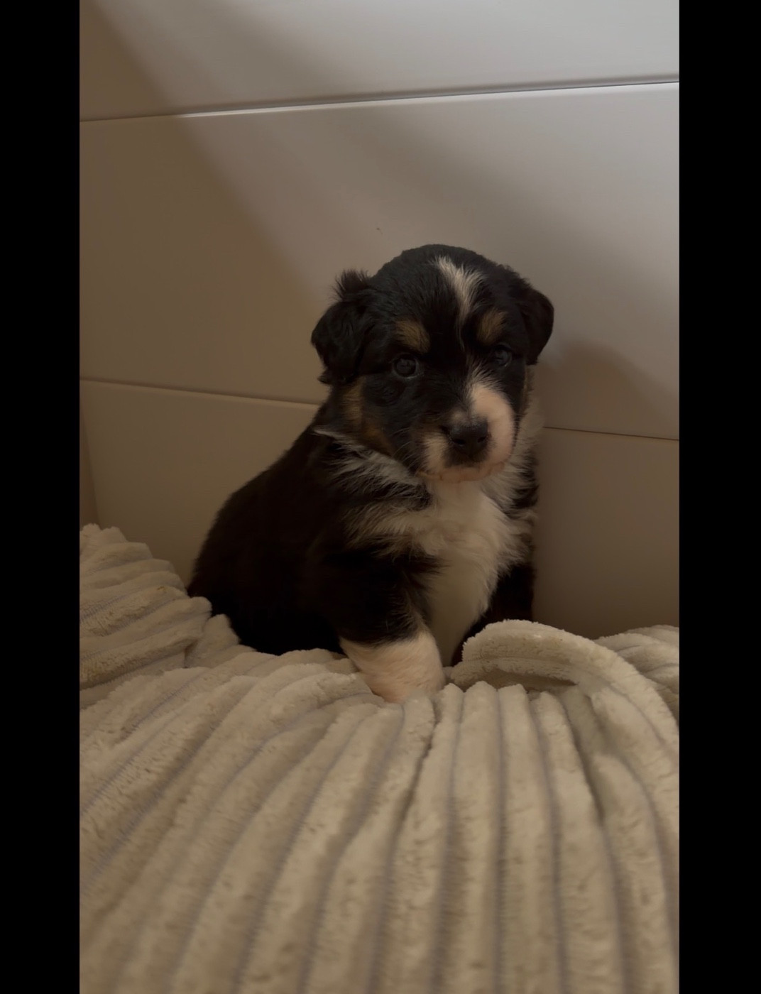 de l'épopée d'amour de Menhir - Chiots disponibles - Berger Australien