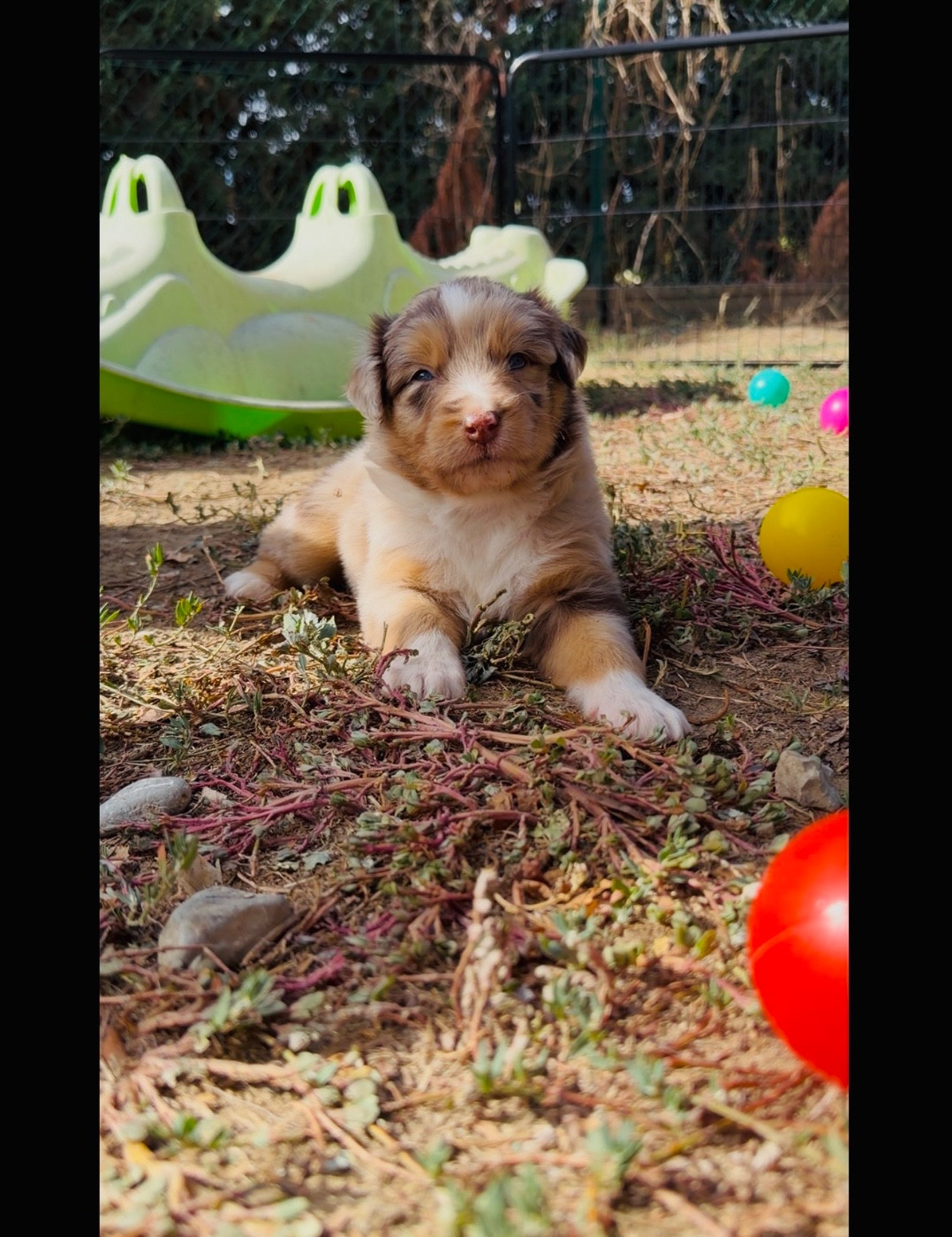 de l'épopée d'amour de Menhir - Chiots disponibles - Berger Australien