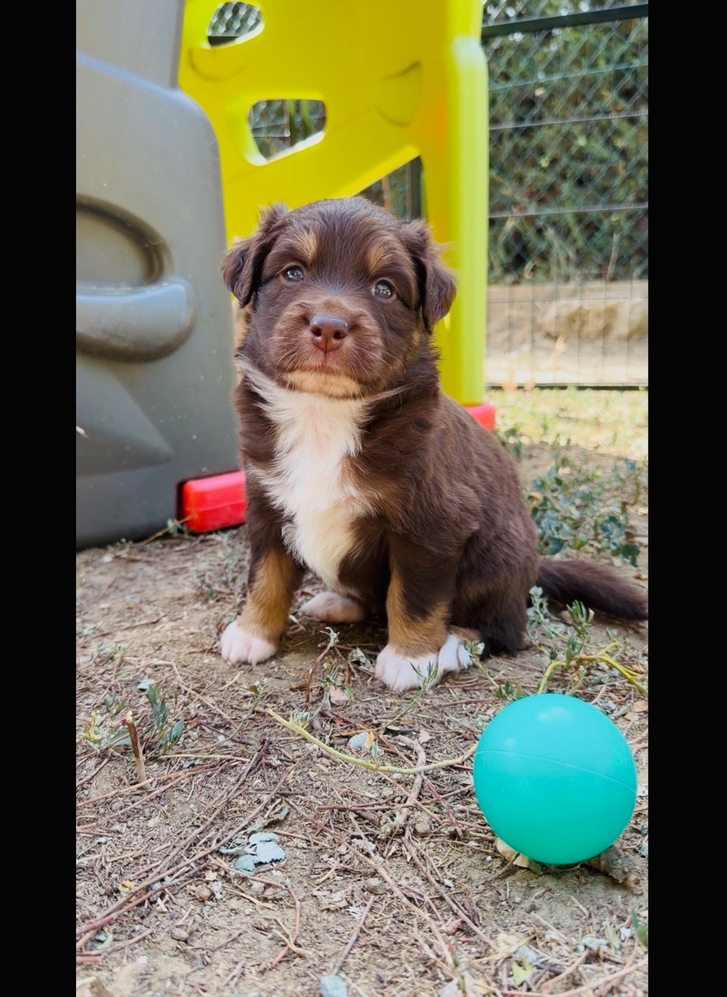 de l'épopée d'amour de Menhir - Chiots disponibles - Berger Australien