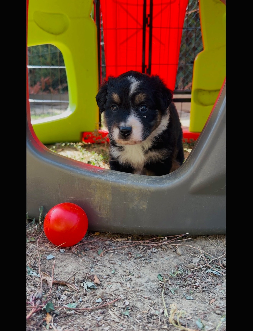 de l'épopée d'amour de Menhir - Chiots disponibles - Berger Australien