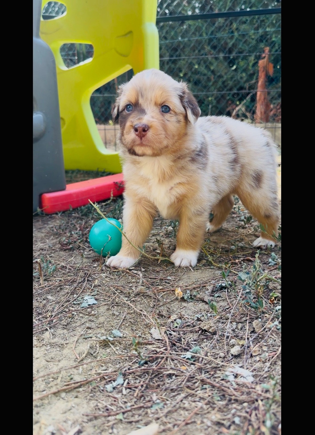 de l'épopée d'amour de Menhir - Chiots disponibles - Berger Australien