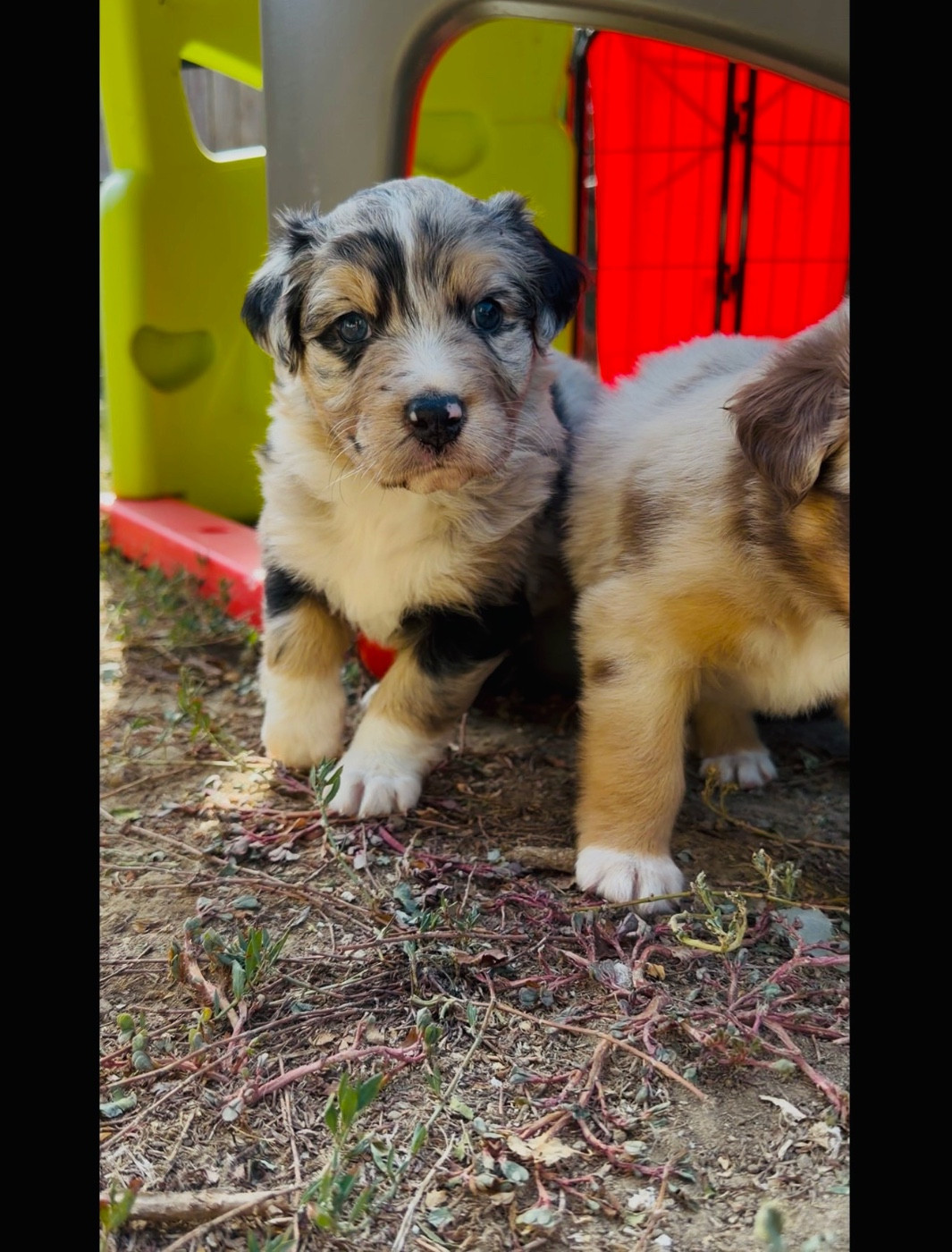 de l'épopée d'amour de Menhir - Chiots disponibles - Berger Australien