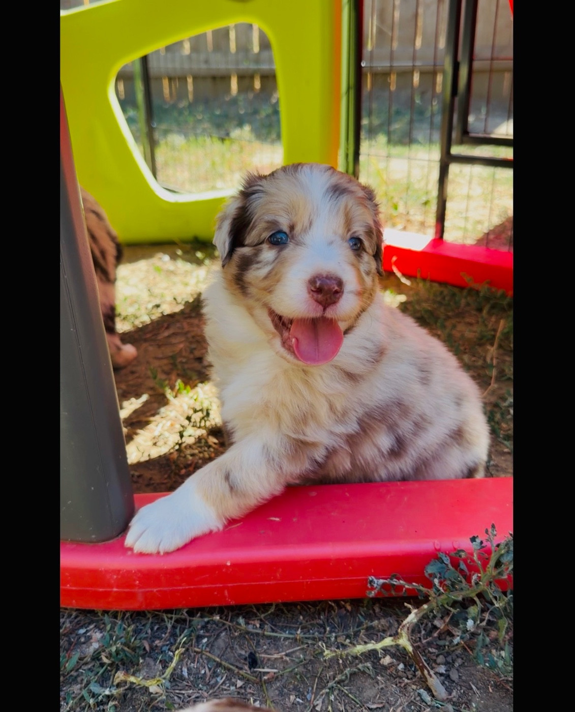 de l'épopée d'amour de Menhir - Chiots disponibles - Berger Australien