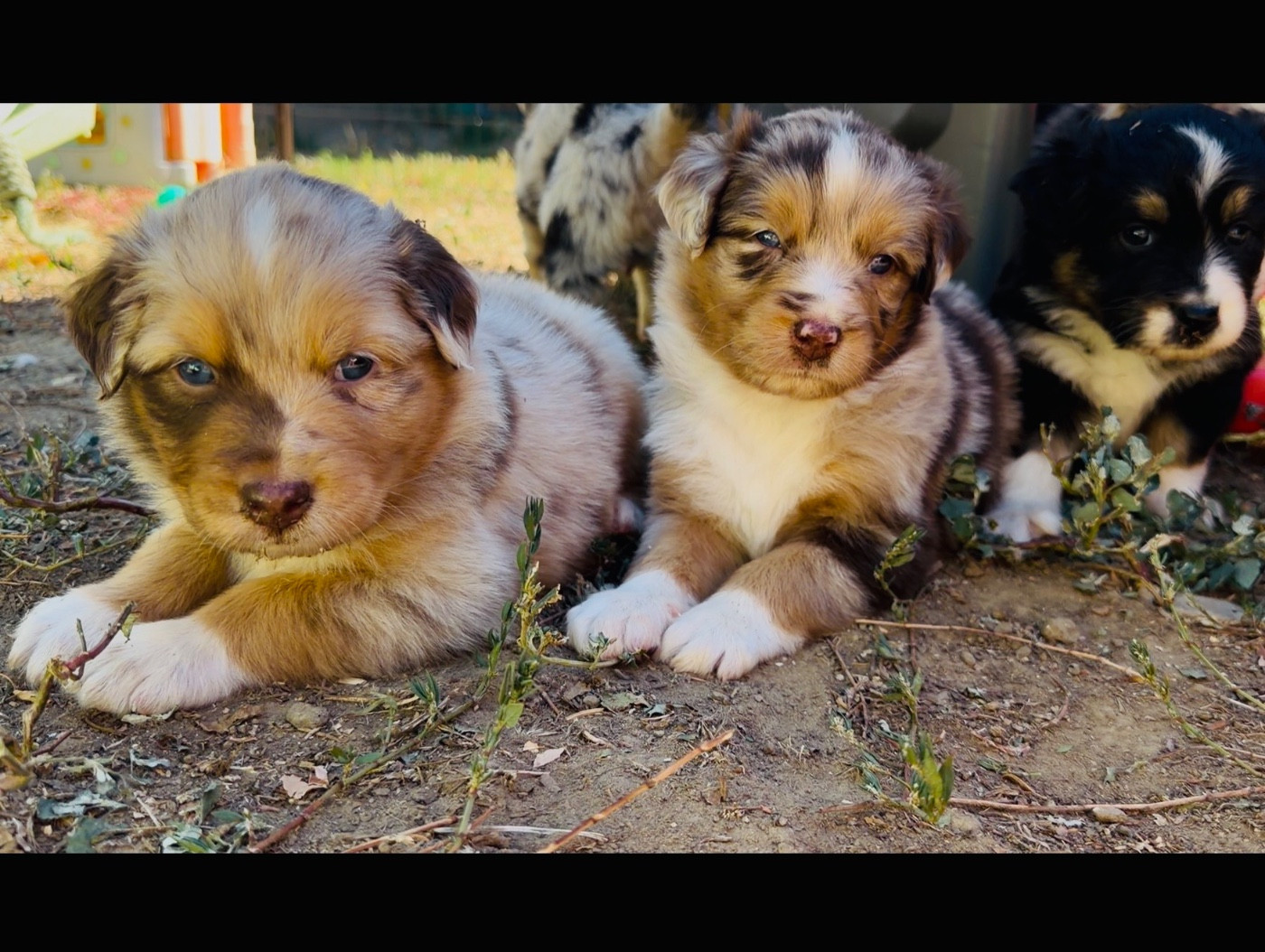 de l'épopée d'amour de Menhir - Chiots disponibles - Berger Australien