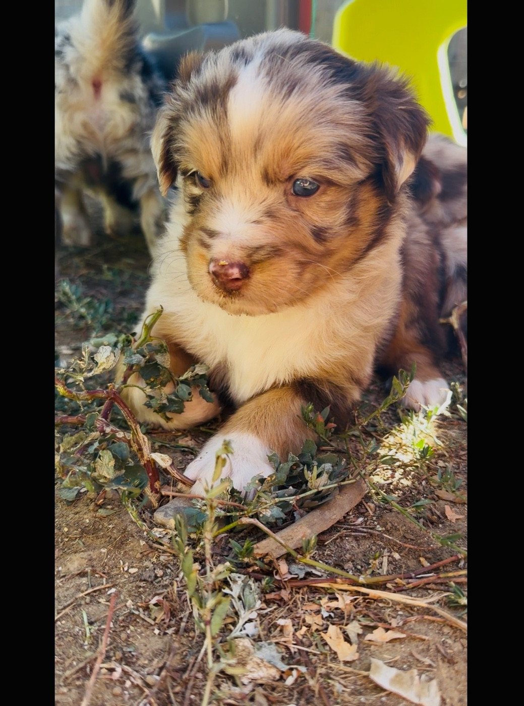 de l'épopée d'amour de Menhir - Chiots disponibles - Berger Australien
